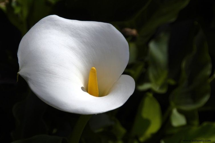 7 plantas con flores que crecerán en suelo húmedo