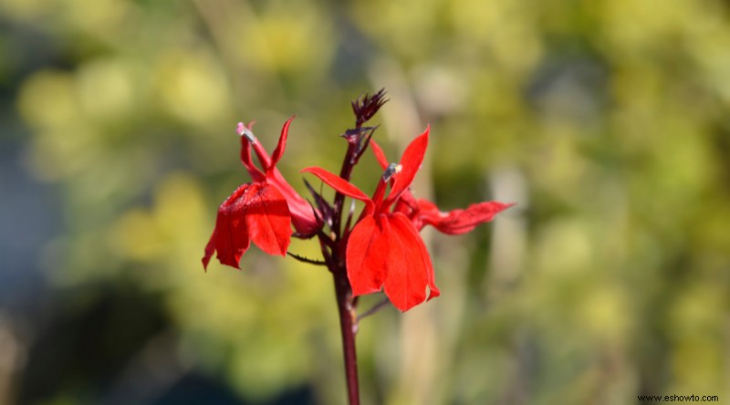 7 plantas con flores que crecerán en suelo húmedo