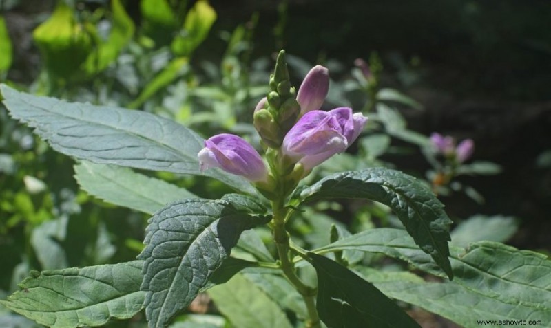 7 plantas con flores que crecerán en suelo húmedo