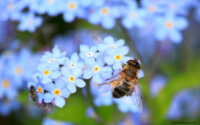 7 plantas con flores que crecerán en suelo húmedo