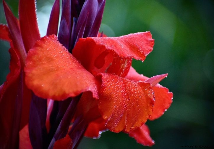 7 plantas con flores que crecerán en suelo húmedo