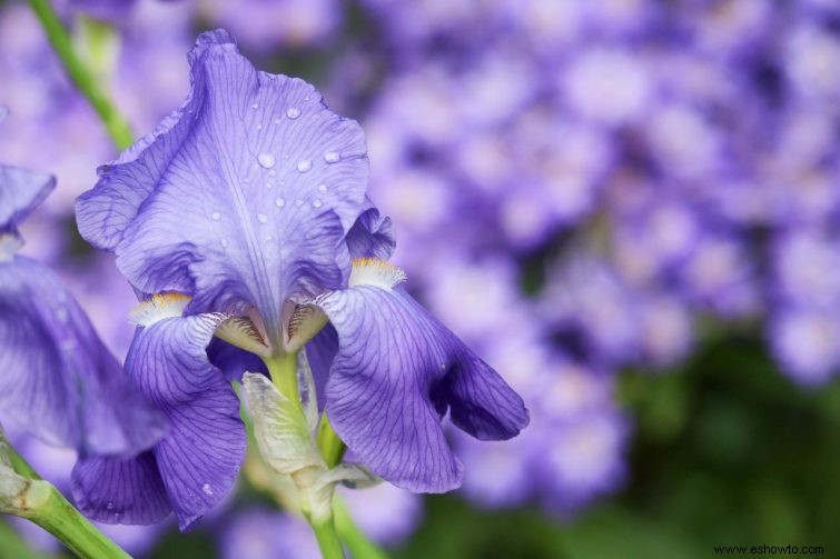 7 plantas con flores que crecerán en suelo húmedo