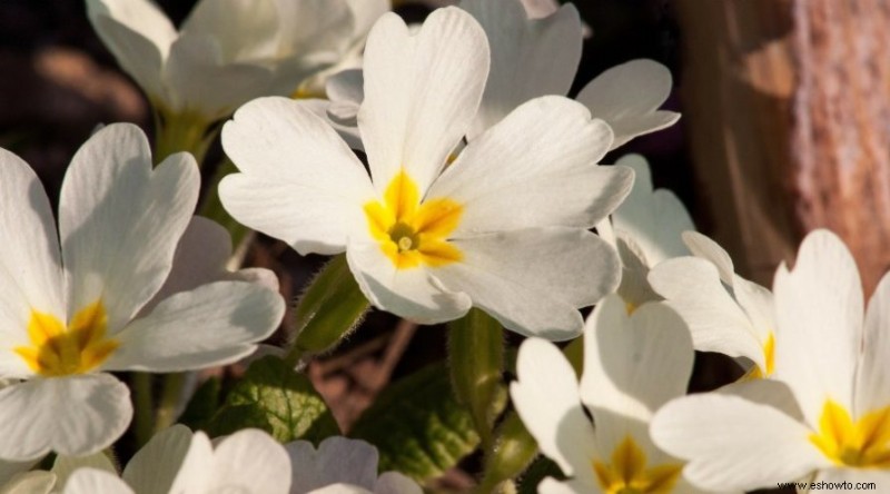 7 plantas con flores que crecerán en suelo húmedo