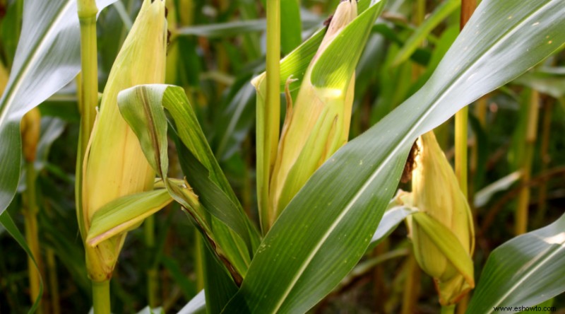 8 plantas complementarias que harán que sus pepinos prosperen este verano