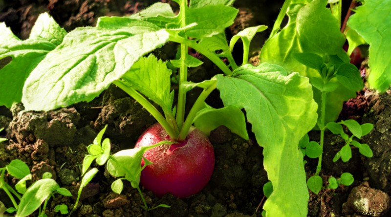 8 plantas complementarias que harán que sus pepinos prosperen este verano