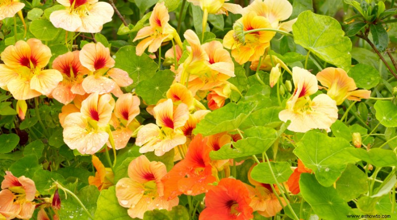 8 plantas complementarias que harán que sus pepinos prosperen este verano