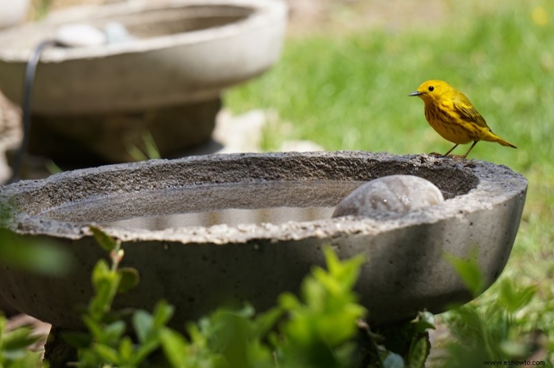 5 ideas de jardinería alrededor de los árboles