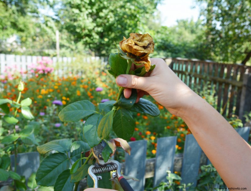 5 consejos para el mantenimiento de jardines de verano