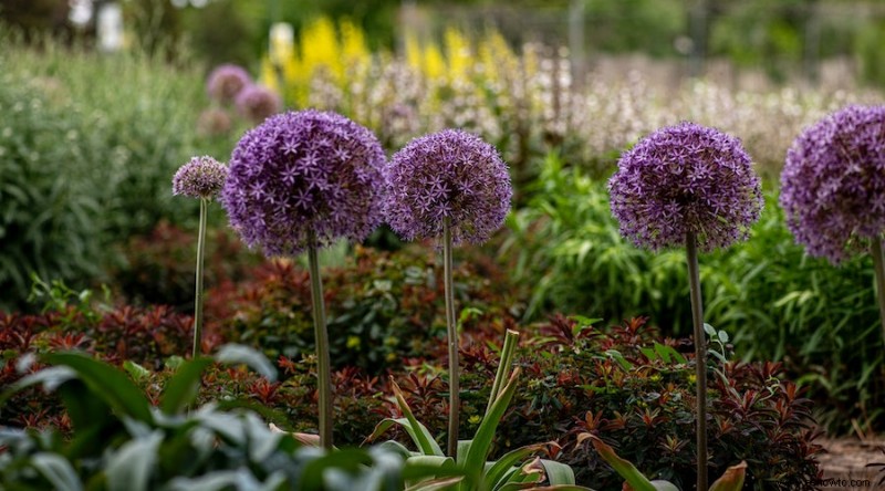 9 flores que florecen todo el verano