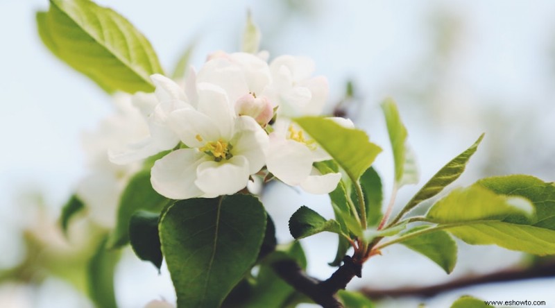 9 flores que florecen todo el verano