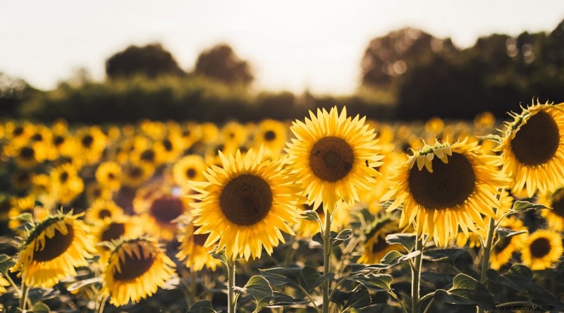 9 flores que florecen todo el verano