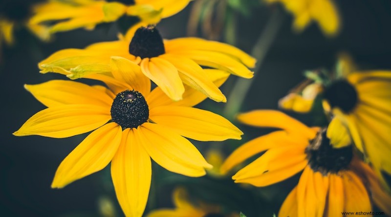 9 flores que florecen todo el verano