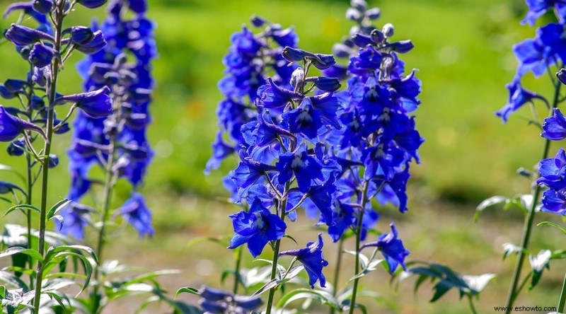 9 flores que florecen todo el verano