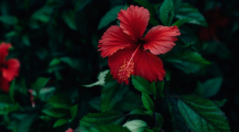 9 flores que florecen todo el verano