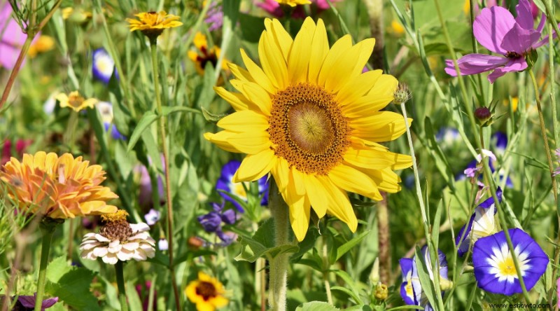 9 plantas para plantar en junio