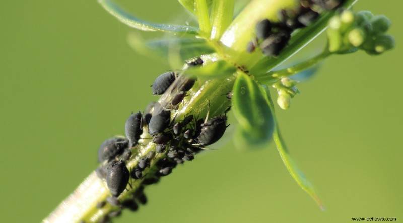 Cómo utilizar el aceite de neem como insecticida orgánico