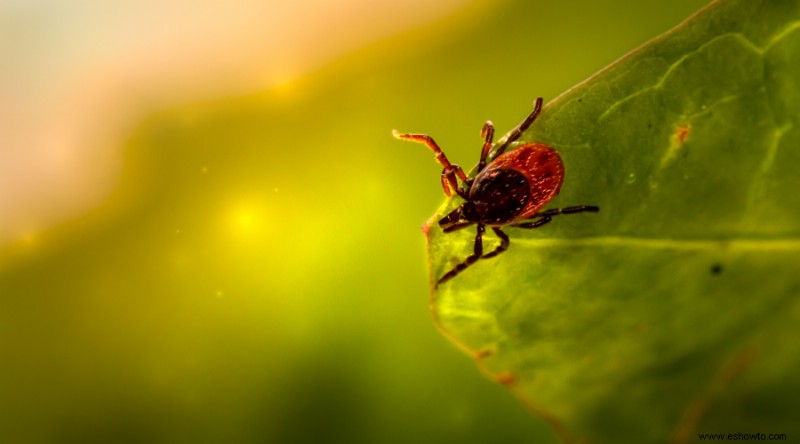 Cómo utilizar el aceite de neem como insecticida orgánico