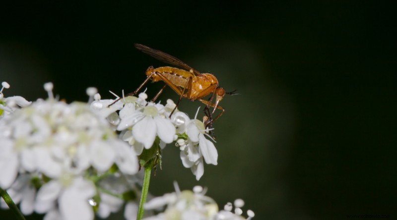 Cómo utilizar el aceite de neem como insecticida orgánico