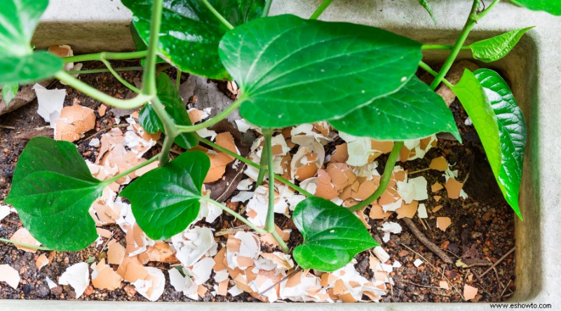 Cómo usar cáscaras de huevo en su jardín