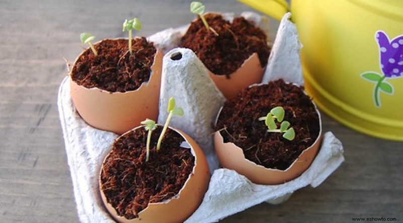 Cómo usar cáscaras de huevo en su jardín