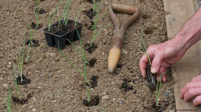 Cómo usar cáscaras de huevo en su jardín