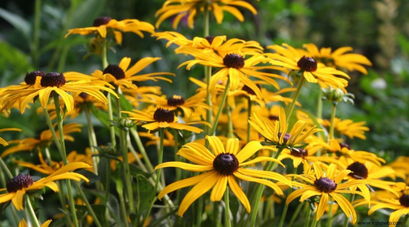 Tres cosas que no debes hacer cuando arrancas flores