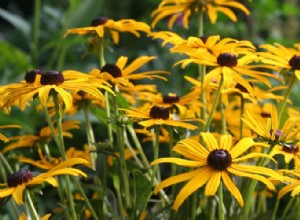 3 Errores comunes al eliminar flores marchitas que debes evitar en tu jardín