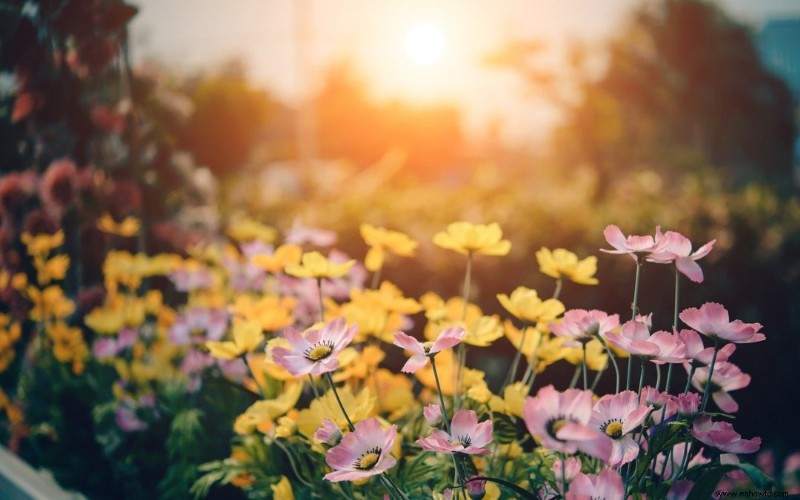 Tres cosas que no debes hacer cuando arrancas flores