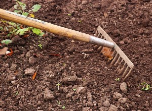 7 consejos esenciales para el cuidado perfecto de las hortensias