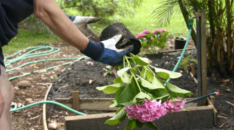 7 consejos sobre el cuidado de las hortensias