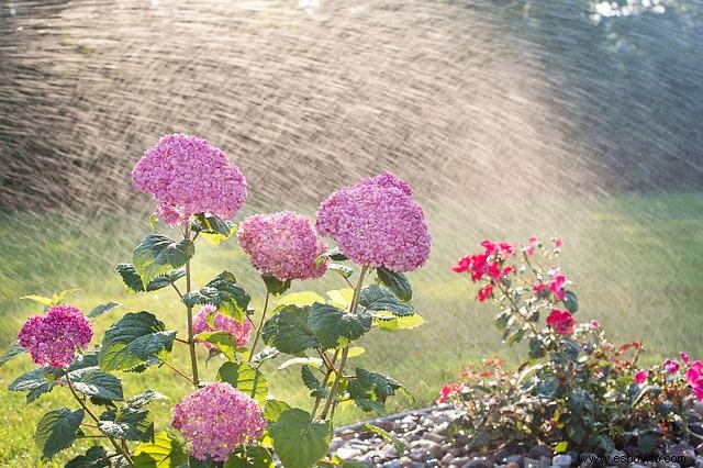 7 consejos sobre el cuidado de las hortensias