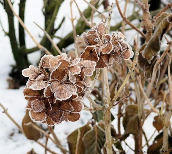 7 consejos sobre el cuidado de las hortensias