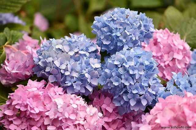 7 consejos sobre el cuidado de las hortensias