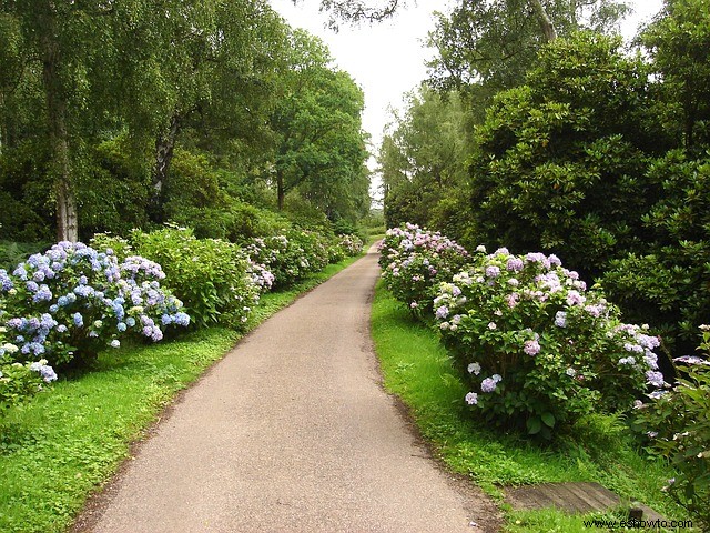 7 consejos sobre el cuidado de las hortensias