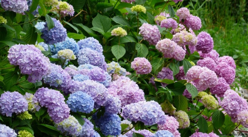 Por qué tus hortensias no florecen