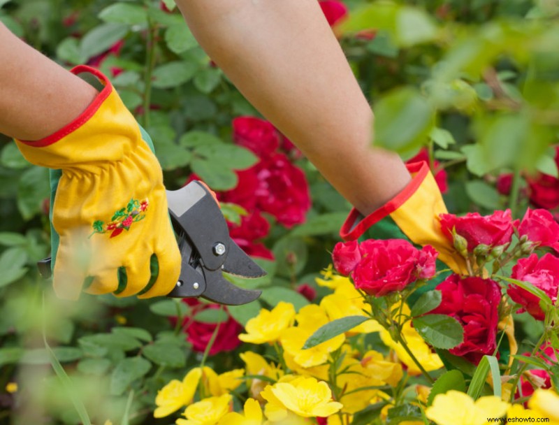 Por qué tus hortensias no florecen