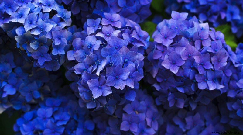 Por qué tus hortensias no florecen