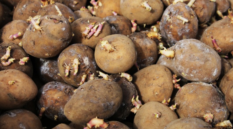 Cómo cultivar patatas en un contenedor