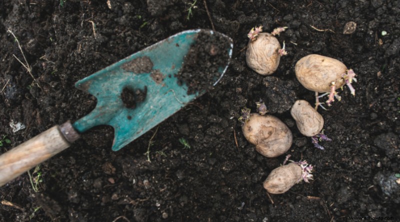 Cómo cultivar patatas en un contenedor