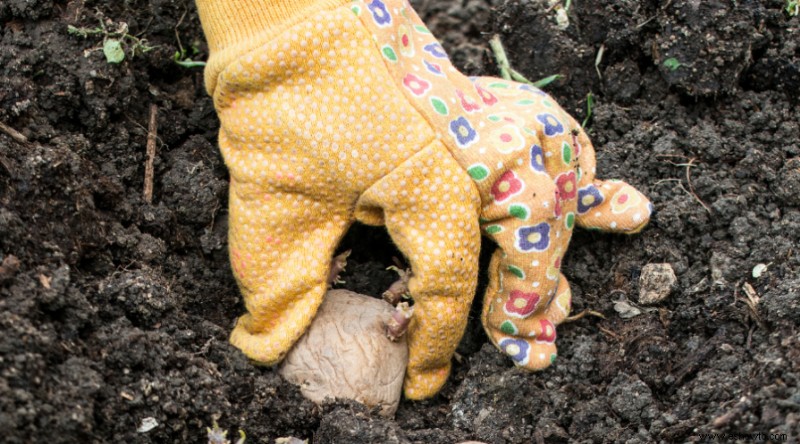 Cómo cultivar patatas en un contenedor