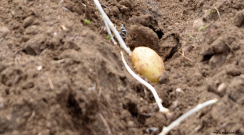 Cómo cultivar patatas en un contenedor