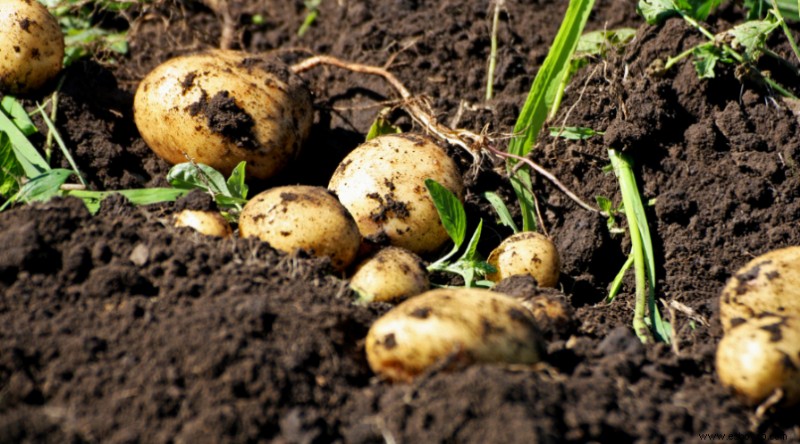 Cómo cultivar patatas en un contenedor