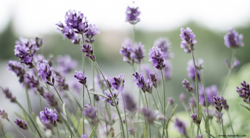 10 elementos disuasorios naturales de plagas que puede plantar en su jardín