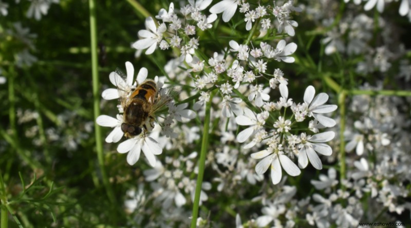 10 elementos disuasorios naturales de plagas que puede plantar en su jardín