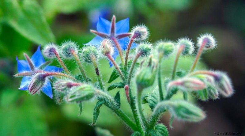 10 elementos disuasorios naturales de plagas que puede plantar en su jardín