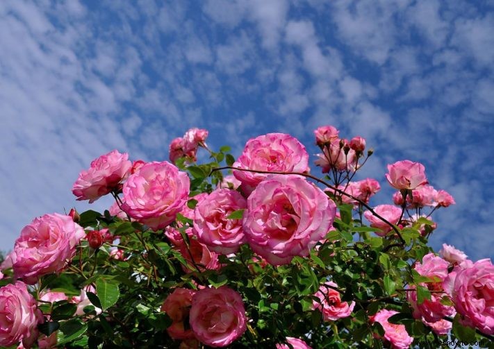 8 flores de verano que pueden aumentar su atractivo exterior