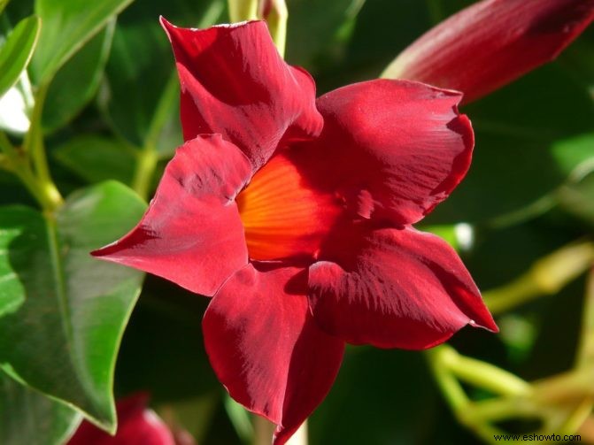 8 flores de verano que pueden aumentar su atractivo exterior