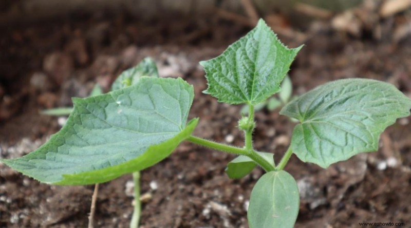 Cómo cultivar pepinos en contenedores