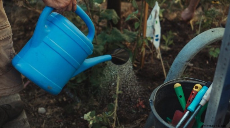 Cómo cultivar pepinos en contenedores