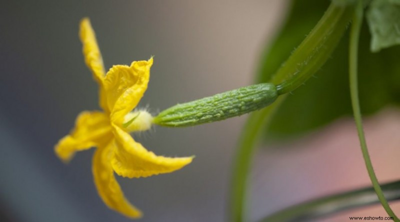 Cómo cultivar pepinos en contenedores